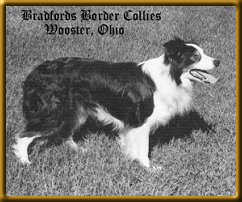 Bradford Border Collies