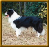 Dakara's The Domino Effect