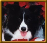 CH Clan-Abby NZ Made-For-Mick