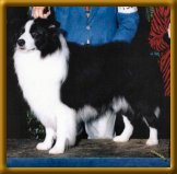 CH Kiwi-Envoy From Clan-Abby CDX