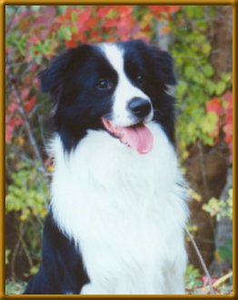 Domino at 15 months