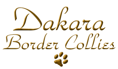 Dakara Border Collies