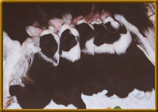 Pups at 3 and 1/2 weeks old