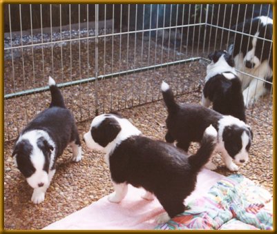 Having a game and Domino watching!