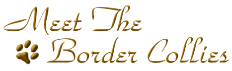 Meet The Dakara Border Collies