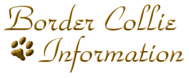 Border Collie Information